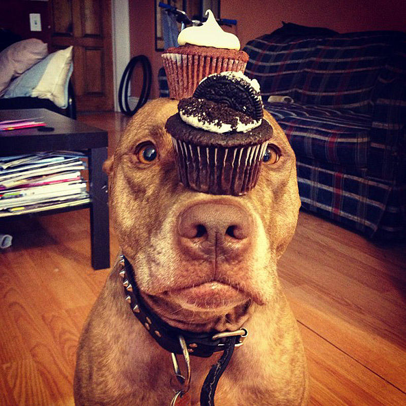 Фотография: Скаут – собака с ерундой на голове №5 - BigPicture.ru