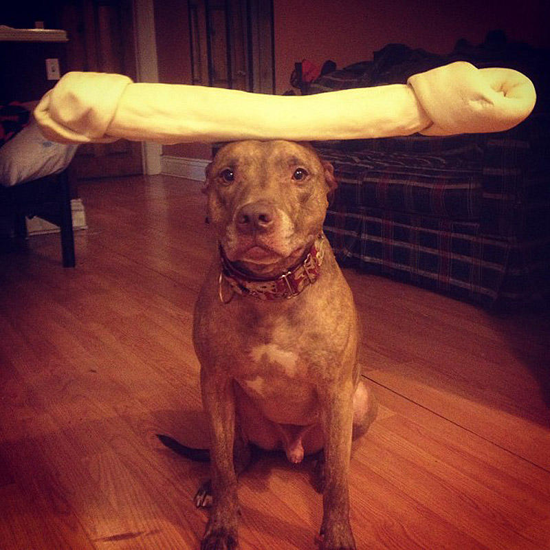 Фотография: Скаут – собака с ерундой на голове №7 - BigPicture.ru