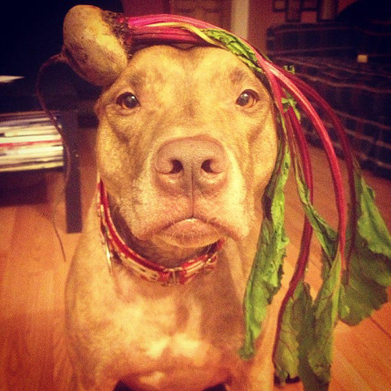 Фотография: Скаут – собака с ерундой на голове №11 - BigPicture.ru