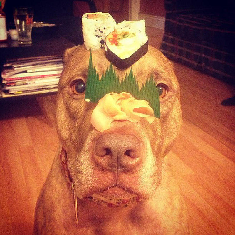 Фотография: Скаут – собака с ерундой на голове №12 - BigPicture.ru