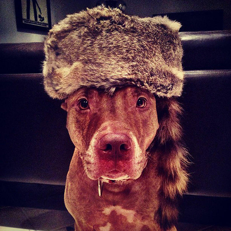 Фотография: Скаут – собака с ерундой на голове №13 - BigPicture.ru