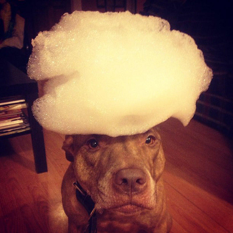 Фотография: Скаут – собака с ерундой на голове №14 - BigPicture.ru