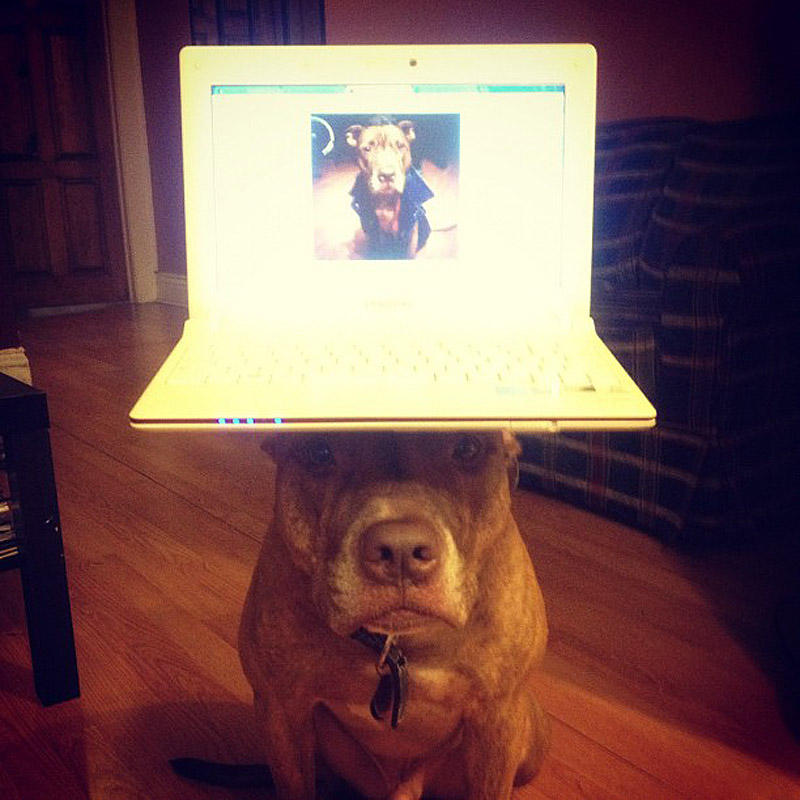 Фотография: Скаут – собака с ерундой на голове №15 - BigPicture.ru