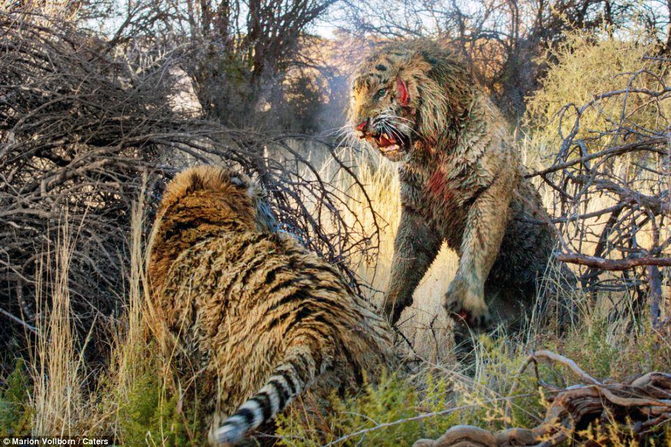 Фотография: Борьба за территорию: Кровавая схватка двух тигров №7 - BigPicture.ru
