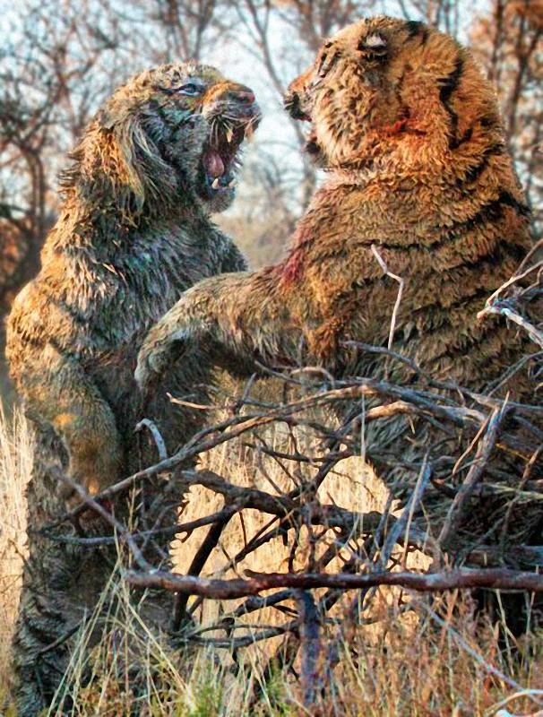 Фотография: Борьба за территорию: Кровавая схватка двух тигров №3 - BigPicture.ru