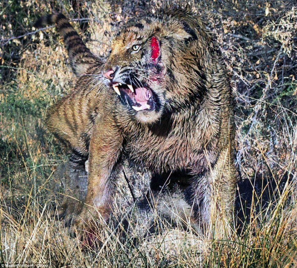 Фотография: Борьба за территорию: Кровавая схватка двух тигров №4 - BigPicture.ru