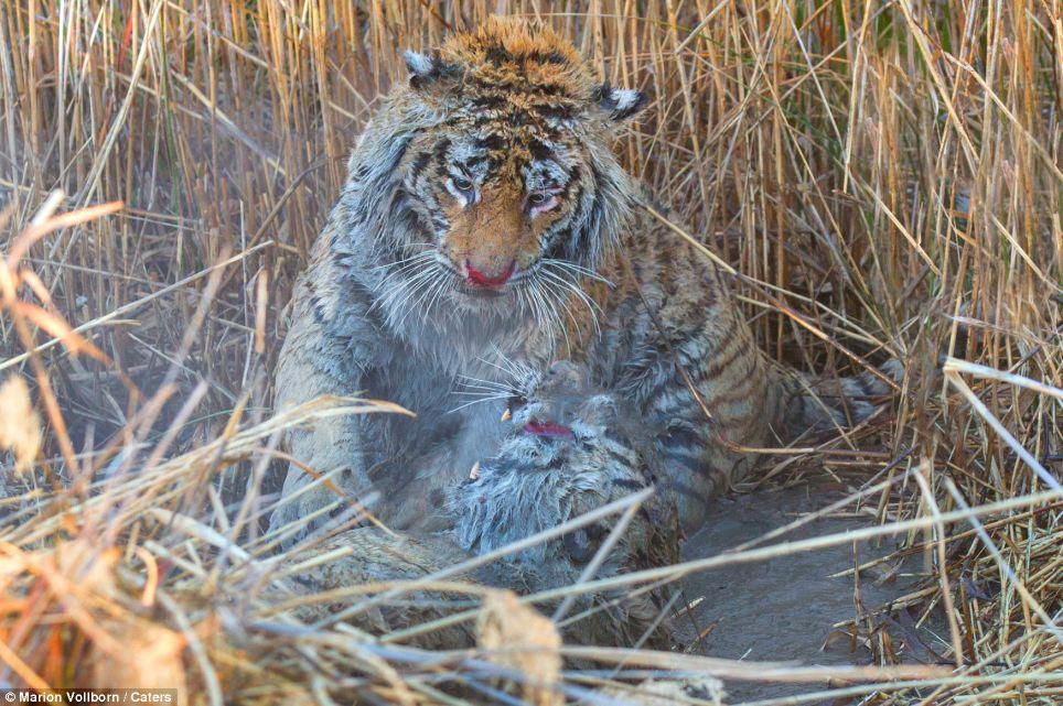 Фотография: Борьба за территорию: Кровавая схватка двух тигров №10 - BigPicture.ru