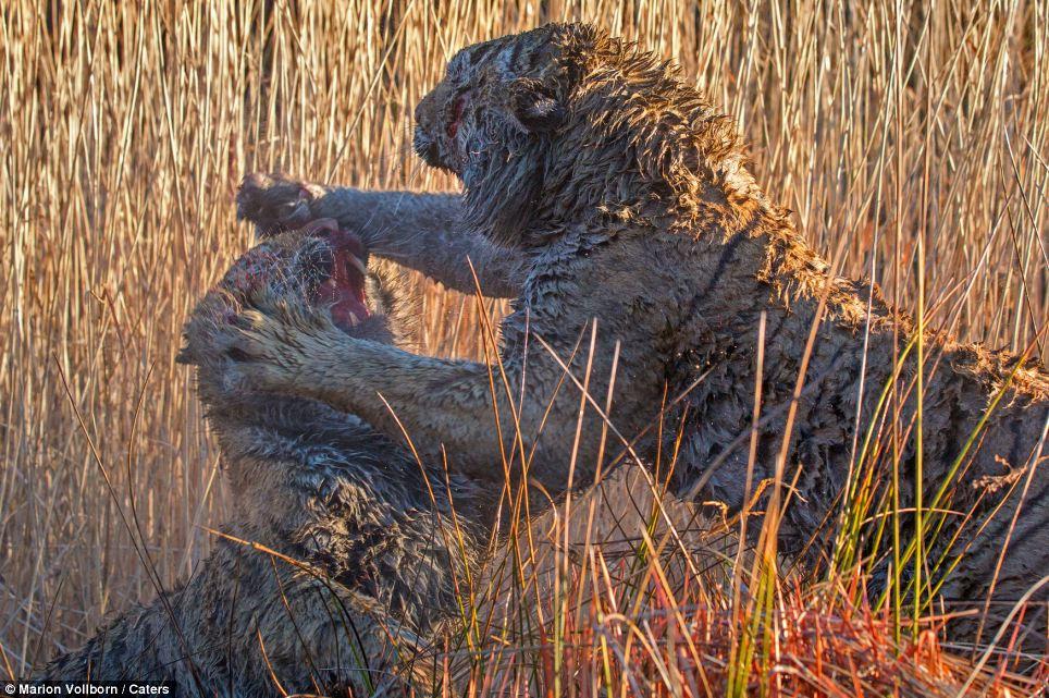 Фотография: Борьба за территорию: Кровавая схватка двух тигров №6 - BigPicture.ru