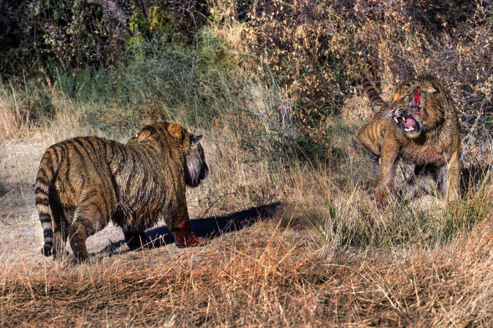 Фотография: Борьба за территорию: Кровавая схватка двух тигров №8 - BigPicture.ru