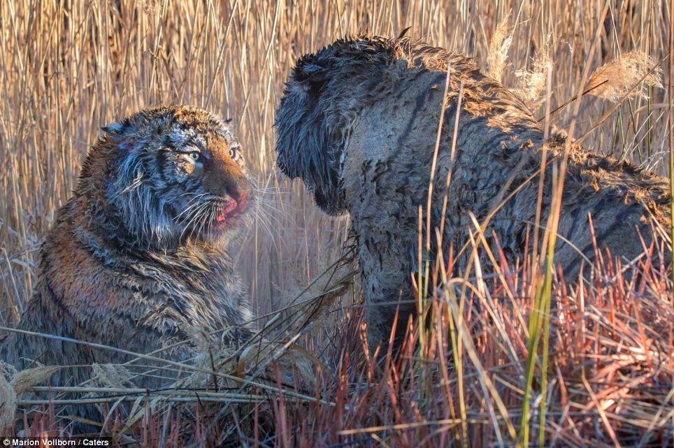 Фотография: Борьба за территорию: Кровавая схватка двух тигров №9 - BigPicture.ru