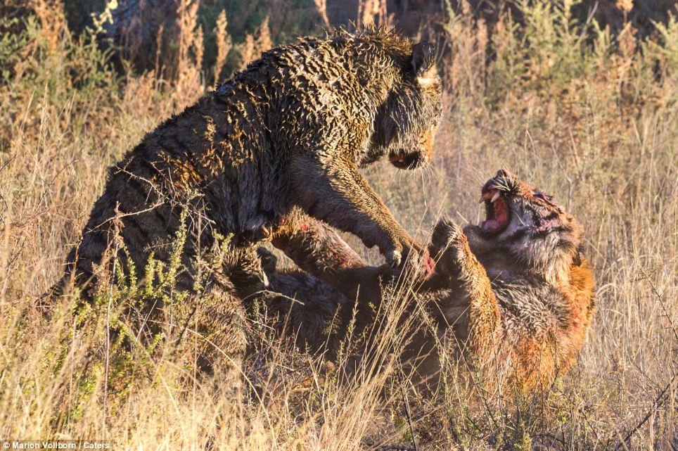Фотография: Борьба за территорию: Кровавая схватка двух тигров №5 - BigPicture.ru