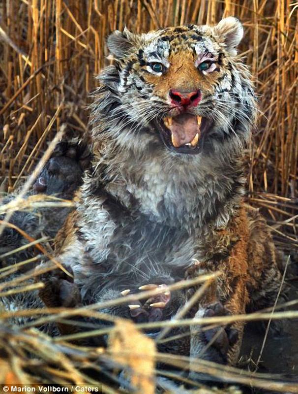 Фотография: Борьба за территорию: Кровавая схватка двух тигров №11 - BigPicture.ru
