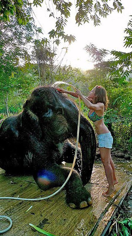 Фотография: Как научиться мыть слона №28 - BigPicture.ru