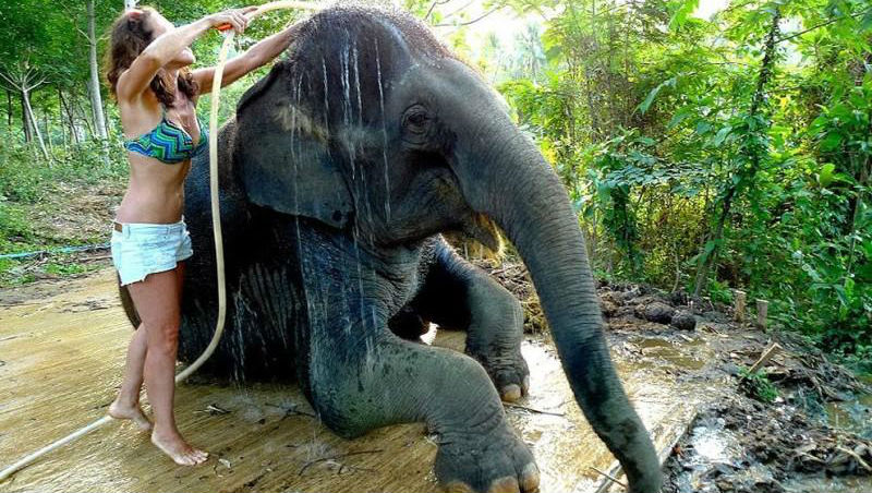 Фотография: Как научиться мыть слона №1 - BigPicture.ru