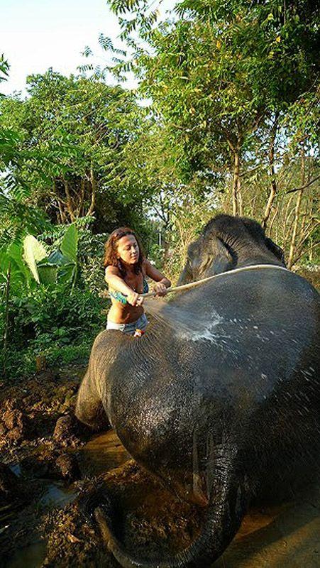 Фотография: Как научиться мыть слона №30 - BigPicture.ru