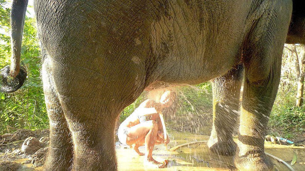 Фотография: Как научиться мыть слона №31 - BigPicture.ru