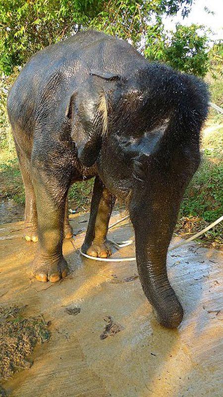 Фотография: Как научиться мыть слона №32 - BigPicture.ru