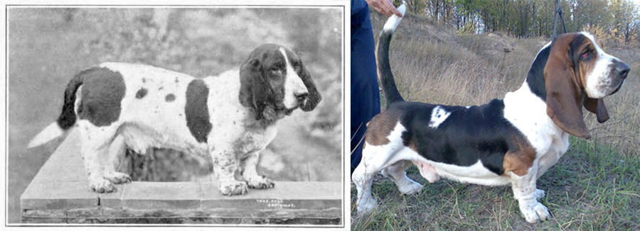 К чему привели 100 лет «улучшения» породистых собак