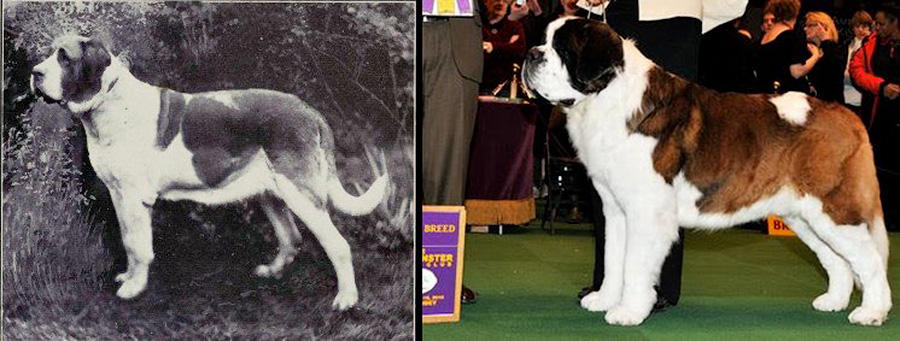 К чему привели 100 лет «улучшения» породистых собак