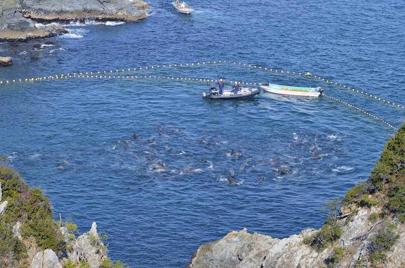 Фотография: В Японии продолжаются жестокие убийства дельфинов №2 - BigPicture.ru