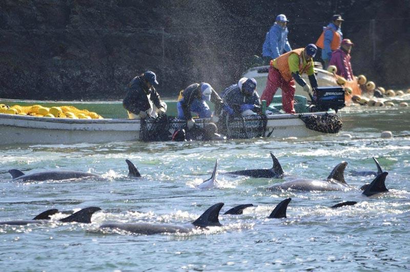 Фотография: В Японии продолжаются жестокие убийства дельфинов №4 - BigPicture.ru