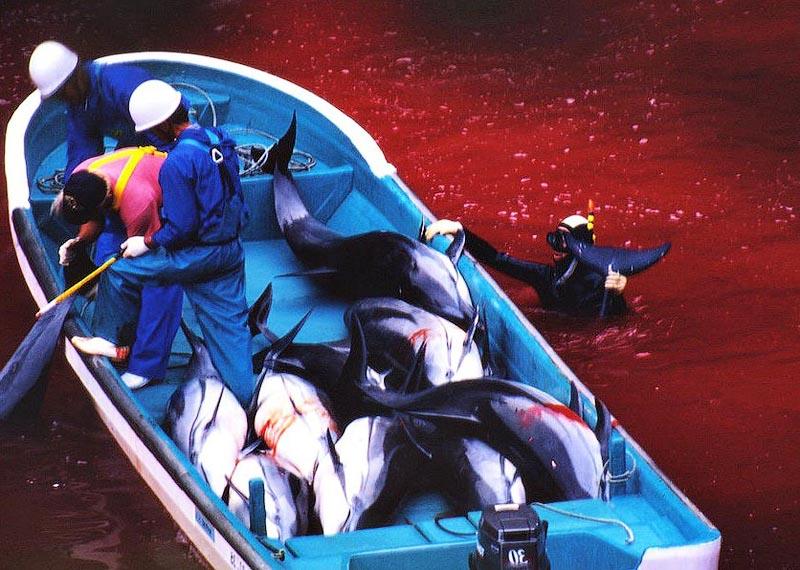 Фотография: В Японии продолжаются жестокие убийства дельфинов №6 - BigPicture.ru