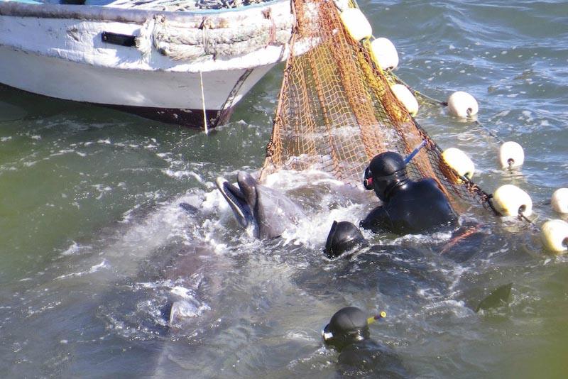 Фотография: В Японии продолжаются жестокие убийства дельфинов №5 - BigPicture.ru