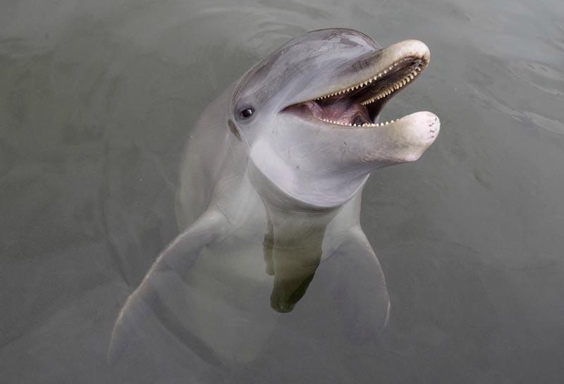 Фотография: В Японии продолжаются жестокие убийства дельфинов №7 - BigPicture.ru