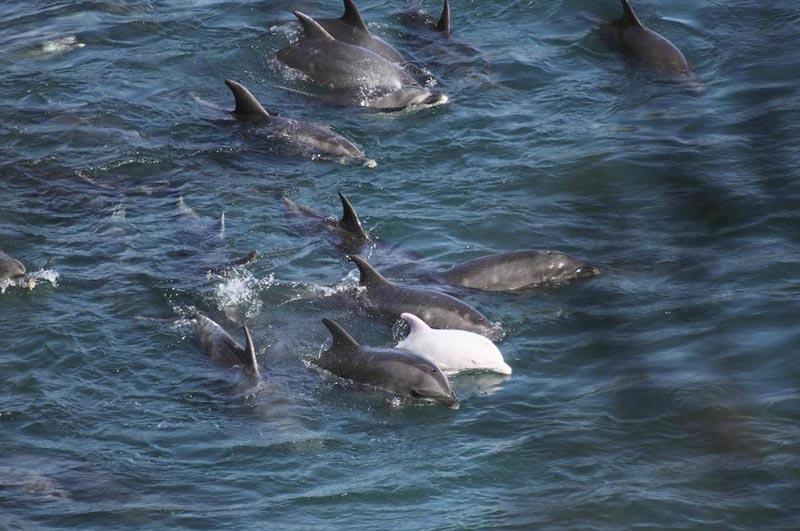 Фотография: В Японии продолжаются жестокие убийства дельфинов №8 - BigPicture.ru