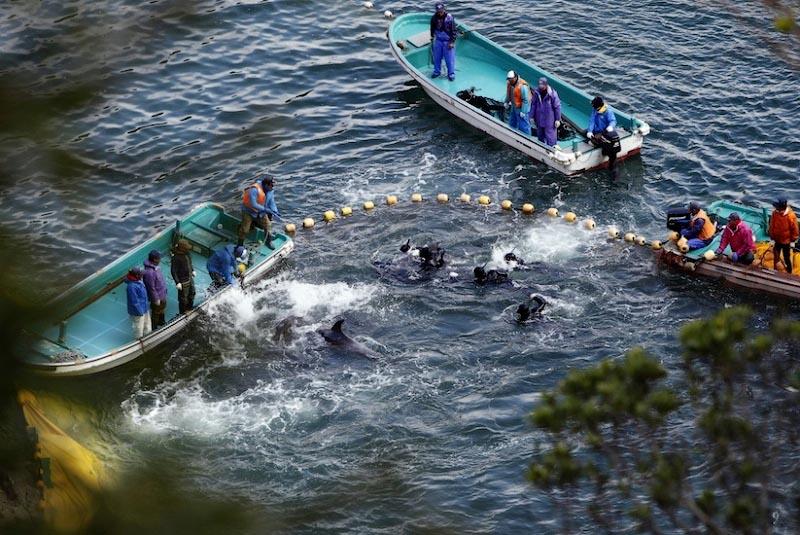 Фотография: В Японии продолжаются жестокие убийства дельфинов №9 - BigPicture.ru