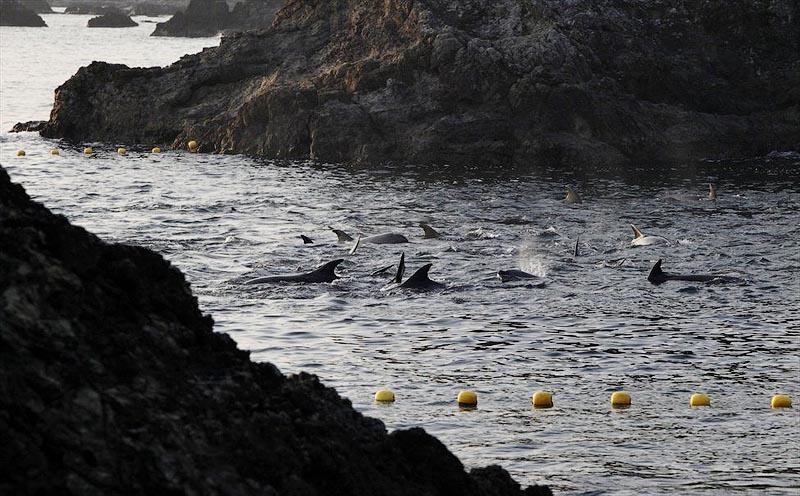 Фотография: В Японии продолжаются жестокие убийства дельфинов №11 - BigPicture.ru