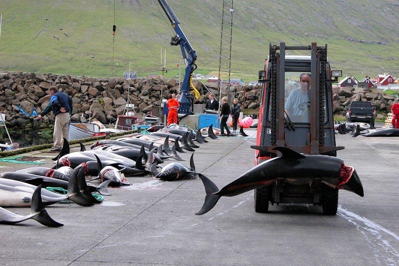 Фотография: В Японии продолжаются жестокие убийства дельфинов №10 - BigPicture.ru
