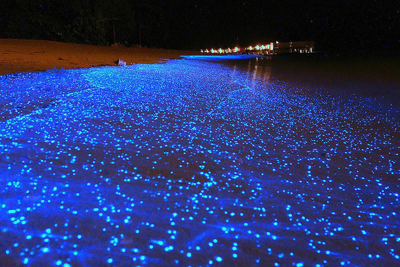 Фотография: Красота светящихся пляжей, подобных звездному небу №2 - BigPicture.ru