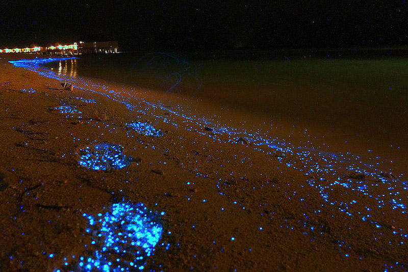 Фотография: Красота светящихся пляжей, подобных звездному небу №8 - BigPicture.ru