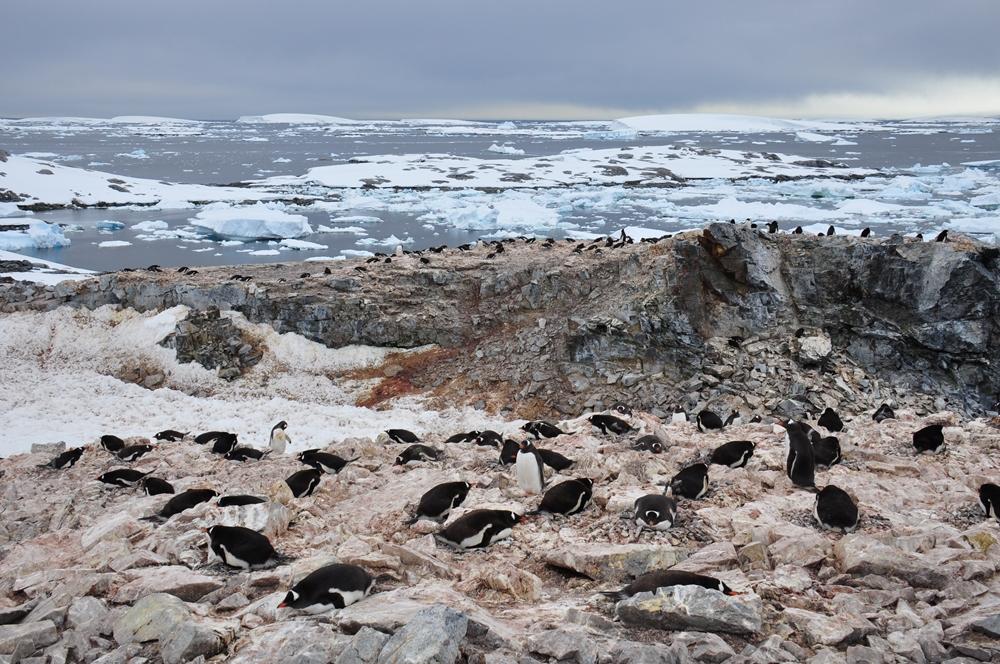 Фотография: Антарктида: Остров Booth, бухта Port Charcot №30 - BigPicture.ru