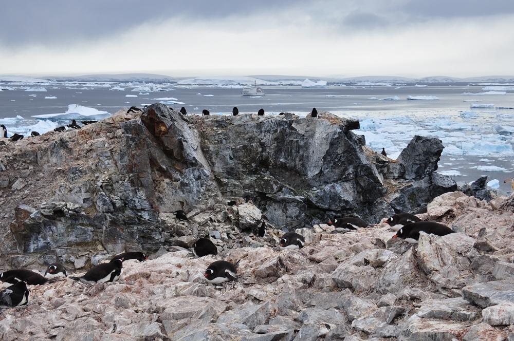 Фотография: Антарктида: Остров Booth, бухта Port Charcot №33 - BigPicture.ru