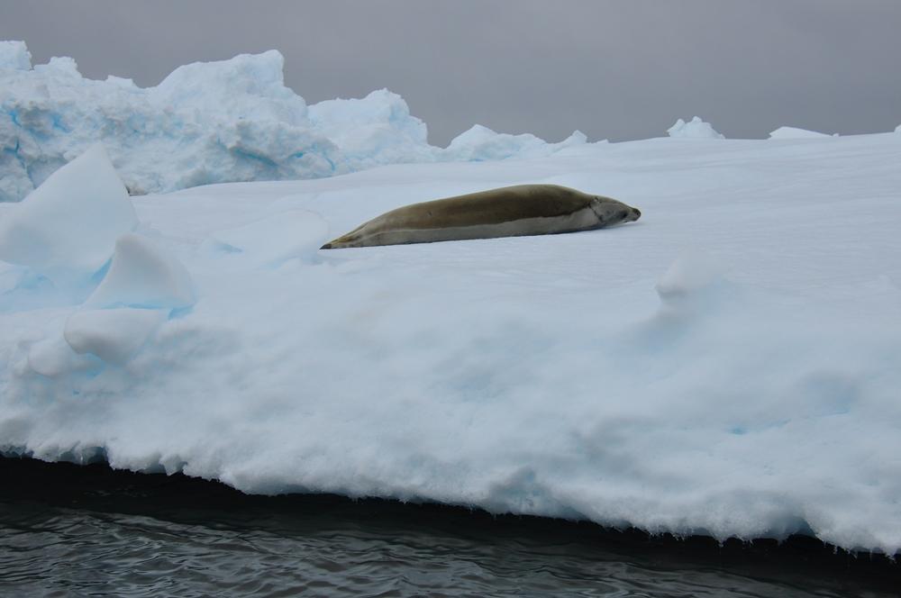 Фотография: Антарктида: Остров Booth, бухта Port Charcot №44 - BigPicture.ru