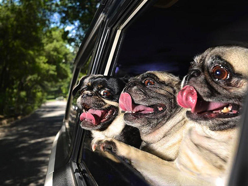 Собаки в машинах фото