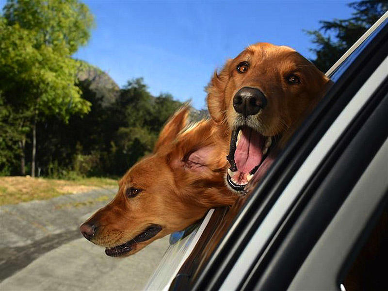 Собаки в машинах фото
