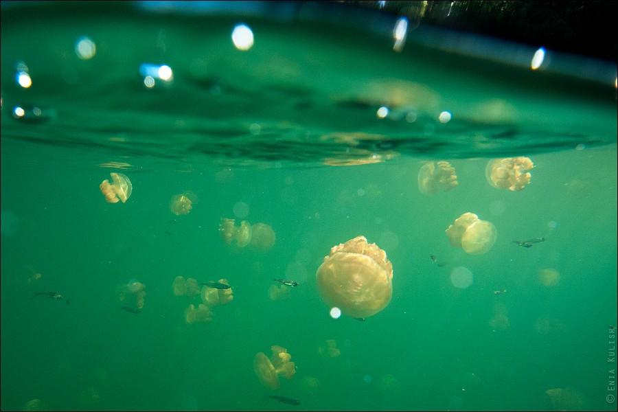 Фотография: 30 фотографий озера, которое переполнено медузами №20 - BigPicture.ru