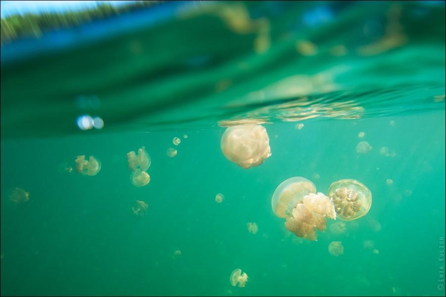 Фотография: 30 фотографий озера, которое переполнено медузами №21 - BigPicture.ru