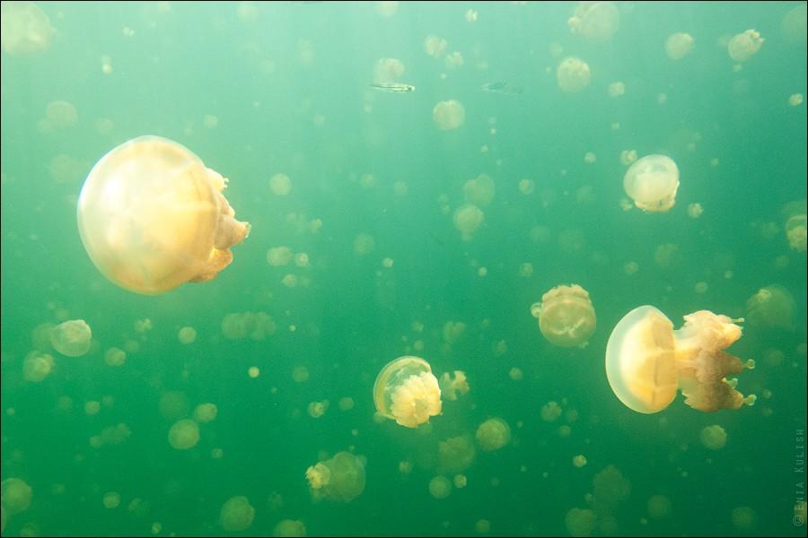 Фотография: 30 фотографий озера, которое переполнено медузами №23 - BigPicture.ru