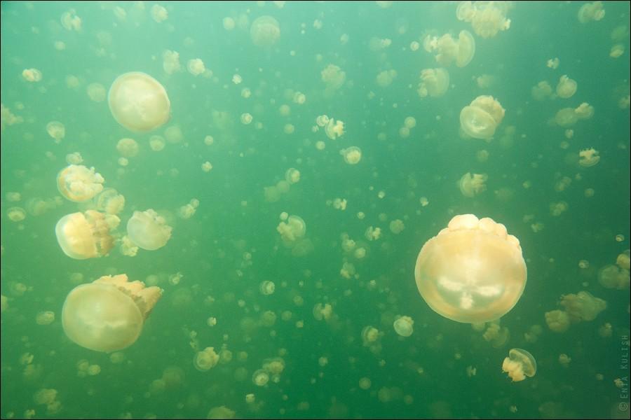 Фотография: 30 фотографий озера, которое переполнено медузами №24 - BigPicture.ru