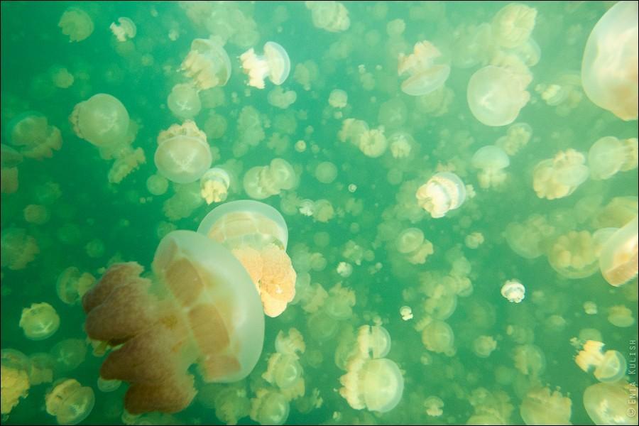 Фотография: 30 фотографий озера, которое переполнено медузами №25 - BigPicture.ru
