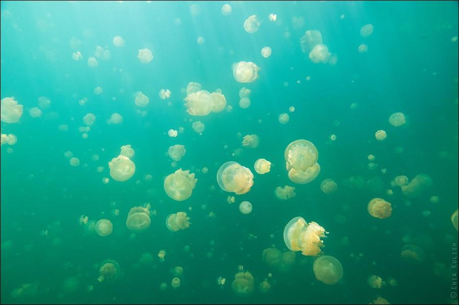 Фотография: 30 фотографий озера, которое переполнено медузами №28 - BigPicture.ru