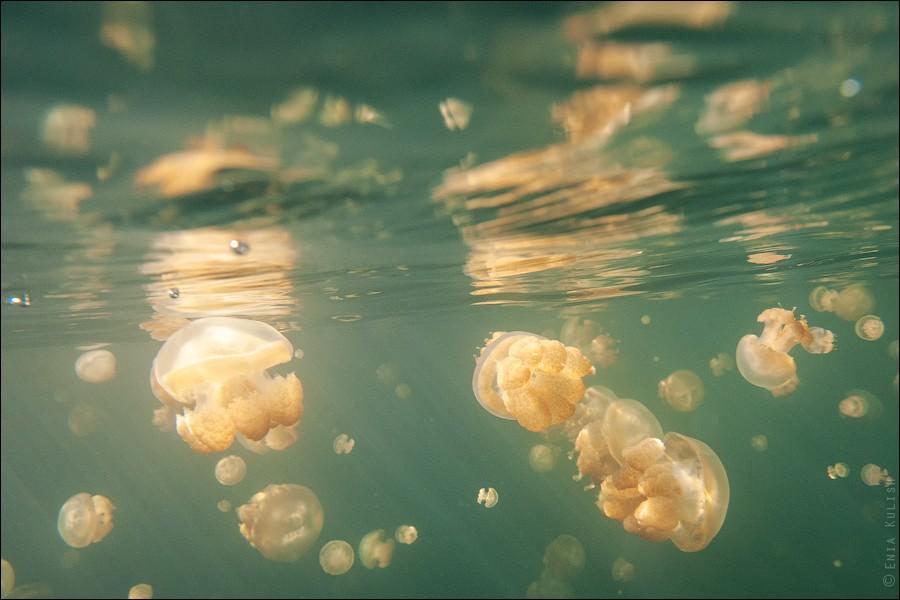 Фотография: 30 фотографий озера, которое переполнено медузами №29 - BigPicture.ru