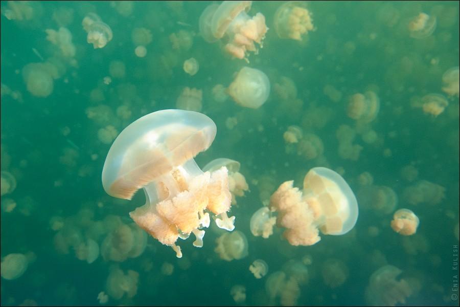 Фотография: 30 фотографий озера, которое переполнено медузами №30 - BigPicture.ru