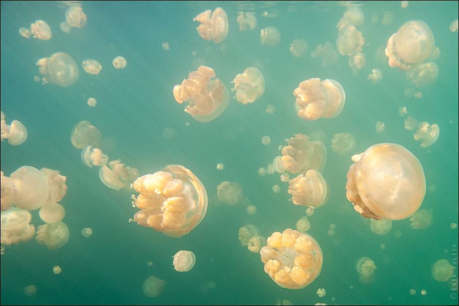 Фотография: 30 фотографий озера, которое переполнено медузами №31 - BigPicture.ru
