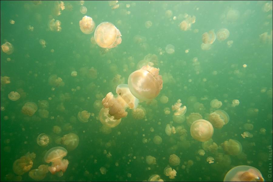 Фотография: 30 фотографий озера, которое переполнено медузами №32 - BigPicture.ru