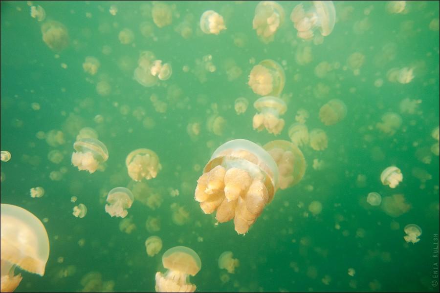 Фотография: 30 фотографий озера, которое переполнено медузами №34 - BigPicture.ru